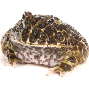 クランウェルツノガエル
