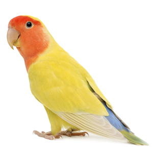 コザクラインコ