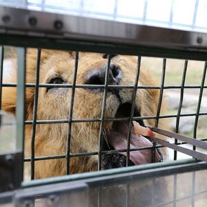 九州自然動物公園アフリカンサファリ