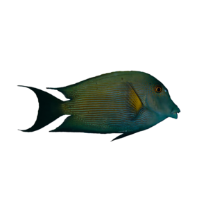 サザナミハギ