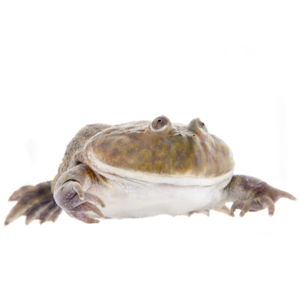 バジェッドガエル