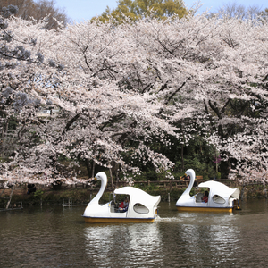 井の頭恩賜公園