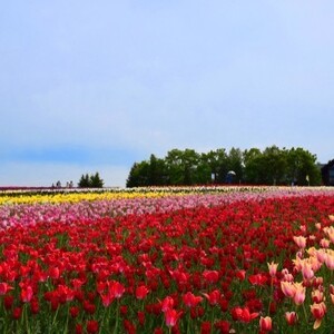 国営滝野すずらん丘陵公園