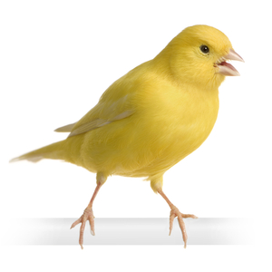 カナリア