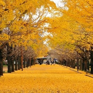 国営昭和記念公園