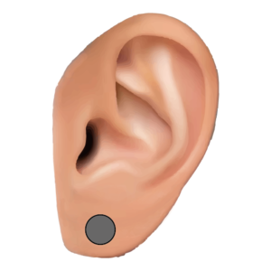 イヤーロブ(Ear Lobe)