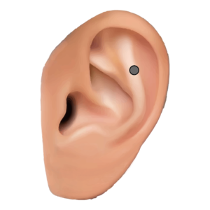 アウターコンク(Outer Conch)