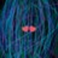 放置姫〜百科全能の遊王（