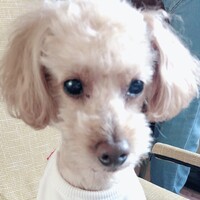 Miyu