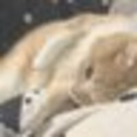 れもん