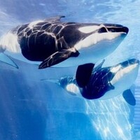シャチまる