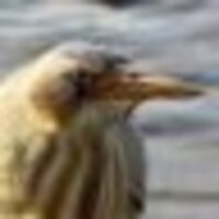 ミョウガの妖精