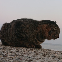 いけだ こうすけ