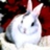 ヒマリ