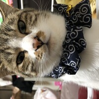 わっぴょん
