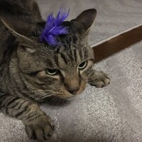 金田はやし
