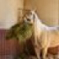 ごーるどしっぷ