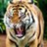 タイガー