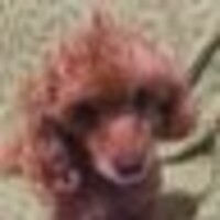 尾形アルフ\(^^)/⛸