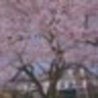ゆうり