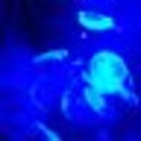 紫白(シシロ)@寿司食べ