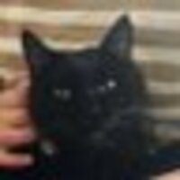 ブラックひび猫