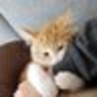 にゃんちゃんにゃーちゃん