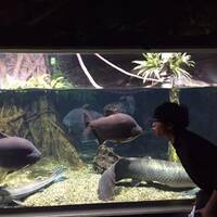 もり まこ