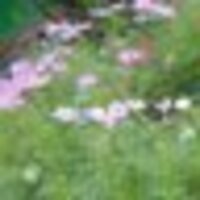 にこにこちゃん