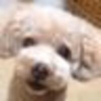 トイプーのプーちん