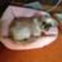 犬に付いてくるあの忌々し