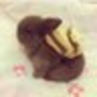 L.T.Rabbit