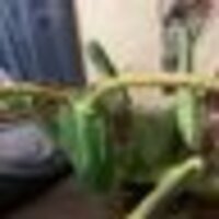 嫁のことが大好きなイナゴ