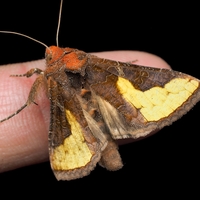 節足動物マニア