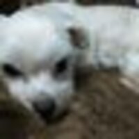 🌏猫になりたいワン子