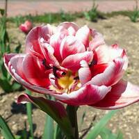 とりさんたますけ