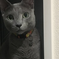 あちゃす