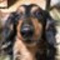 リナ🦉🎃🐬 PUまでガチ