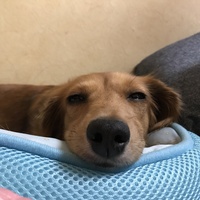 ししゃも