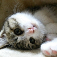 レッドハンニバル