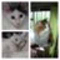 きた ฅ(`ꈊ´ฅ)ﾇｺ