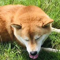 かむい