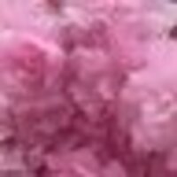 Lucy🌸🐎君に届け✨