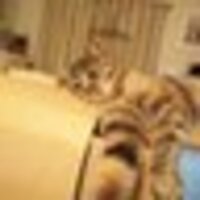 かおるる  ネコが大大好