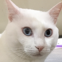 推し沢山の猫です