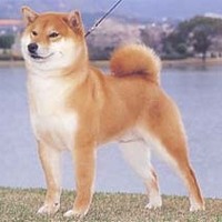 非公開
